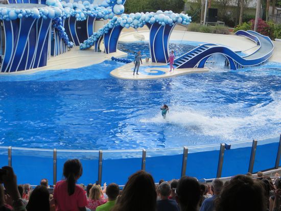 Die Trainer schwimmen mit den Delphinen herum, sie reiten auf den Rücken und lassen sich von den Tieren durchs Wasser schieben, in dem sie auf ihren Nasen stehen.