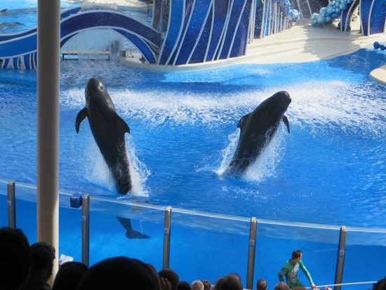 Dann kam kleinere Wale, die aus dem Wasser sprangen und beim Wiedereintauchen die Zuschauer naß spritzten.