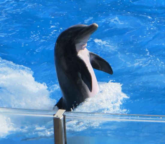 das sieht komisch aus, wie der Delphin aufrecht durchs ganze Becken hopst