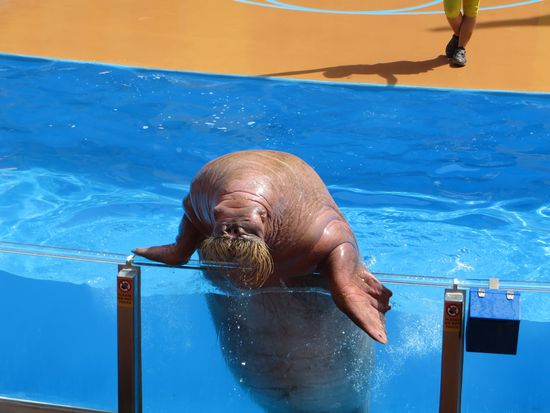 Das riesige Walroß am Ende der Vorstellung hat dann doch noch für Überraschung gesorgt.