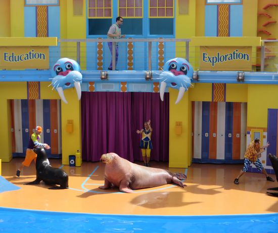 das Walroß in seiner ganzen Schönheit