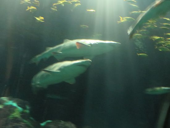 Wir sind durch das Aquarium, die Röhre mit den Haien gegangen. 
Es war schon ein komisches Gefühl mit dem Wasser und die vielen Fische um einen herum durch die Röhre zu laufen.