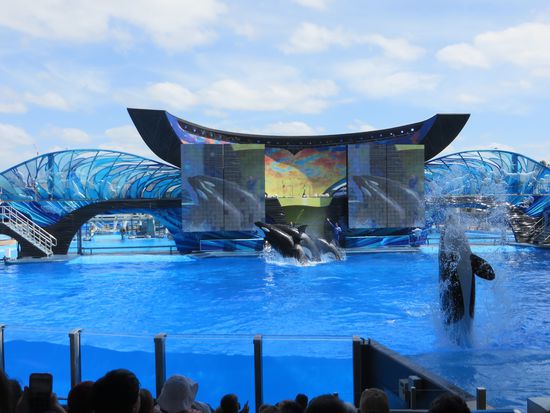 das One Ocean Theater mit den Orkas