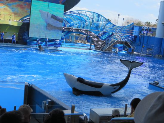 Die Wale kamen vorne direkt an den Rand des Beckens und wir saßen so nah, daß wir die Tiere genau beobachten konnten.