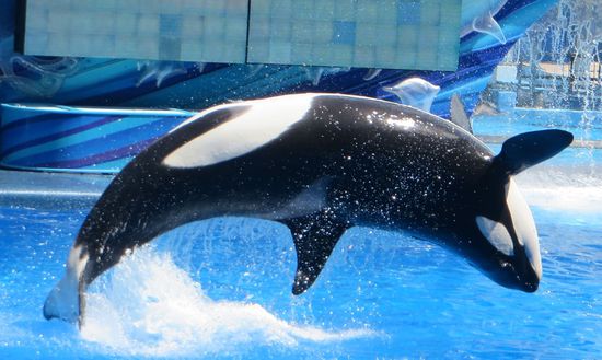 Jetzt kommt die Monsterwelle und die vorne sitzenden Zuschauer waren völlig durchnässt