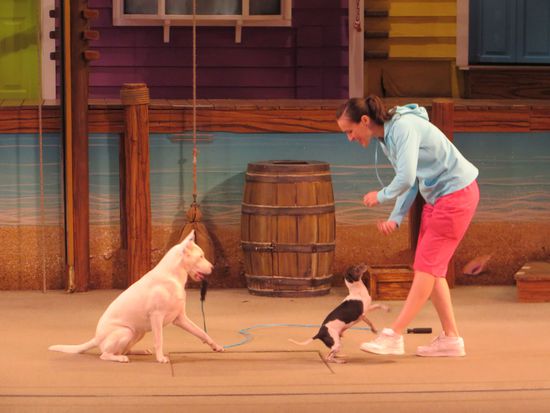 eine der Hundedressuren