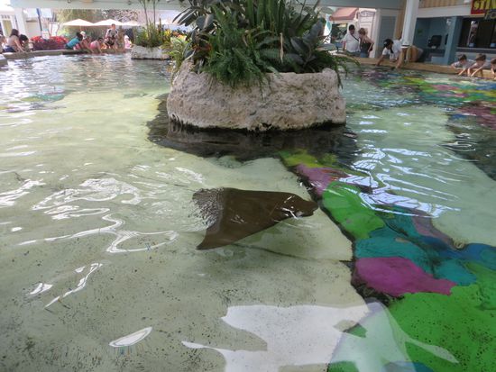 Wir kamen an einem Becken vorbei, in dem Mantas herumschwammen, die konnte man auch anfassen.