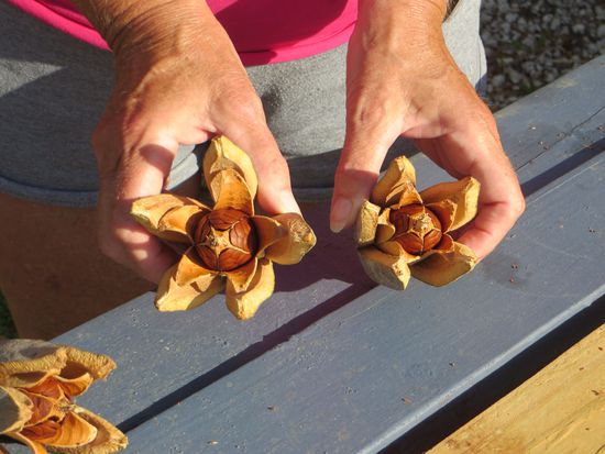 die Mahagoniefrüchte