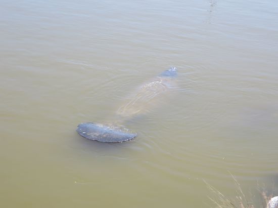 Ja und wie viele -  Hier kann man sogar den Schwanz der Tiere sehen.