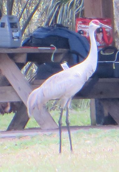 Wir sehen ein Kranichpärchen mit einem Jungen, dann fahren wir mit der kleinen Fähre zurück zum Auto und es geht weiter nach Silver Springs.