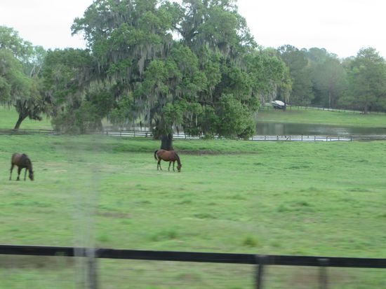 überall sehen wir Pferde