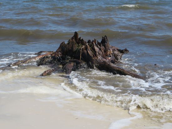 Hier stand mal ein dicker Baum