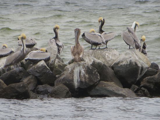 den Pelikanen macht der Wind nichts aus