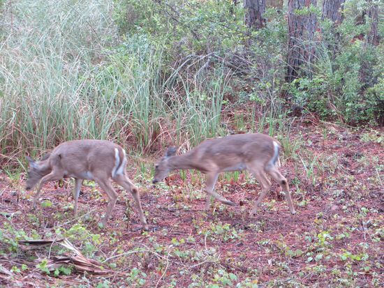 sie laufen schnell davon