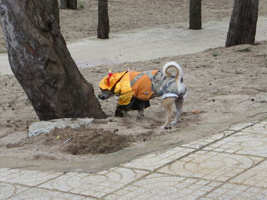 Obwohl so gar nicht artgerecht gekleidet, darf er doch am Baum schnüffeln.