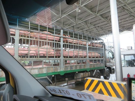 Große Schweinetransporter überholen uns stetig laut hupend, schon sehr nervig, alles hupt und keiner hört hin. Motorroller-fahrer reagieren überhauüt aufs hupen.