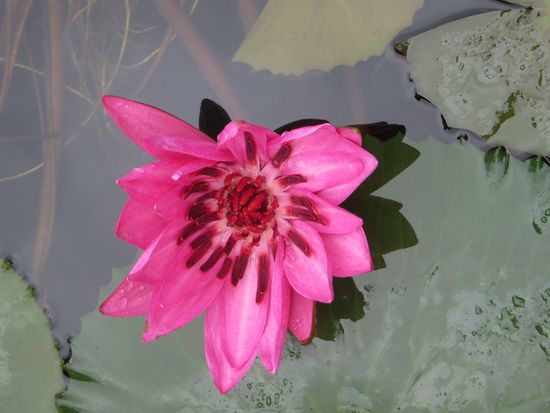 die Teichseerose