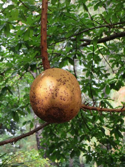 Dann gibt es einen Kanonenkugelbaum, der sogar eine Frucht trägt, warum er so heißt erklärt sich von selbst.