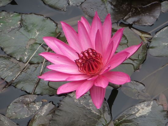 Im Teich schwamm eine schöne Seerose