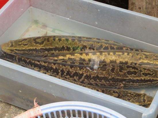 Ebenso Schlangenfische