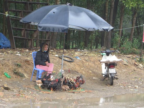 Die Hühner sind gut beschirmt und warten auf ihre Käufer.