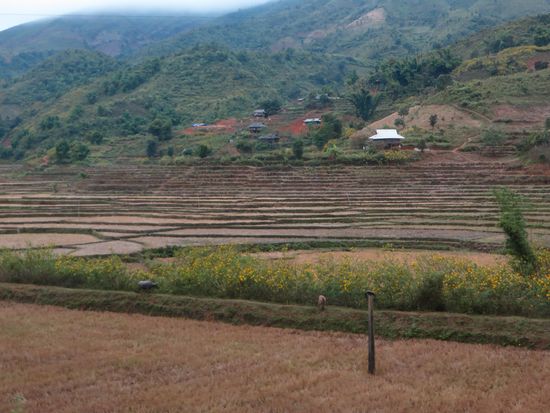 Dann geht’s wieder an abgeernteten Reisterrassenvorbei
