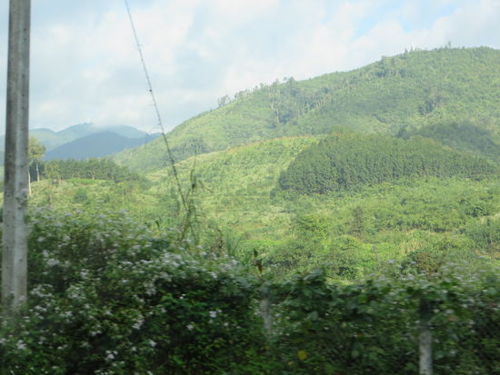 Wo sind die Elefanten und Tiger ?