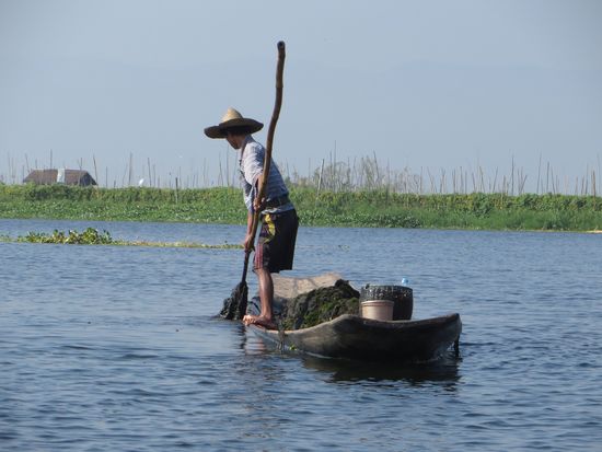 der Seetang wird geerntet
