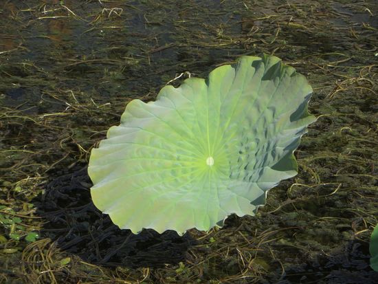 Ein Lotusblatt, aus den Stielen wird der Seidenfaden gewonnen.