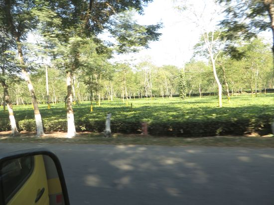 Bei Kaziranga gibt es dann viele Teeplantagen, die schön grün in der Sonne leuchten.