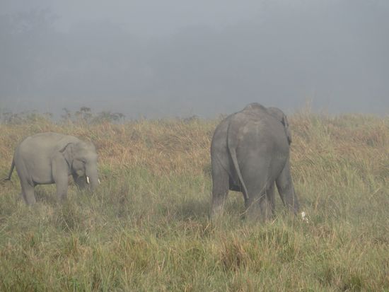 Gleich hinterm Eingang gab es dann die ersten Elefanten zu sehen.  - Im Nebel -