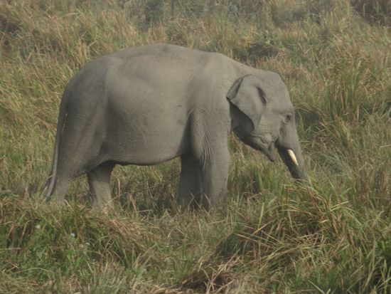 der Elefant ist schon besser zu sehen