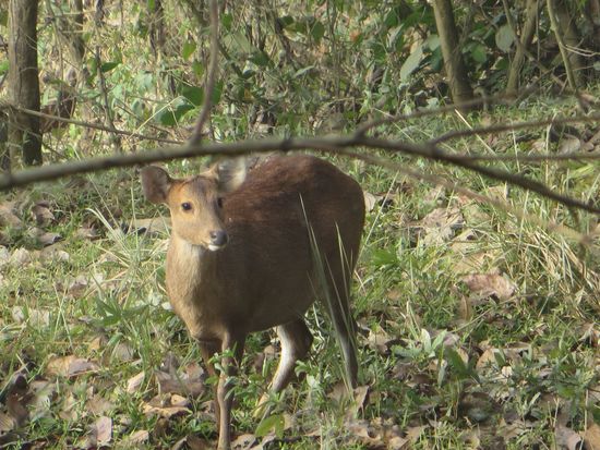 Ein Rehähnliches Tier schaute aus dem Unterholz