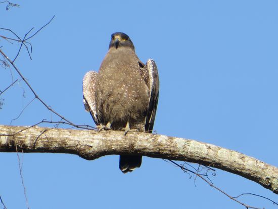 Ein Adler schaut auf uns herab