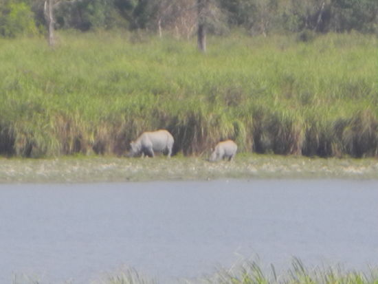Dann gab es aber endlich in weiter Ferne Panzernashörner zu sehen. Sie grasten ruhig und zufrieden.