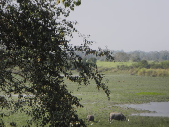 vorne im Bild sind nochmal welche zu sehen