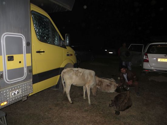 Als wir dann zum Wagen zurückkamen, hatten es sich ein paar Kühe bei uns gemütlich gemacht. Wir haben sie in Ruhe gelassen und sind schlafen gegangen.