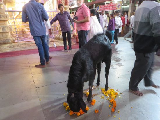 Tiere fraßen die geopferten Blumenkränze auf