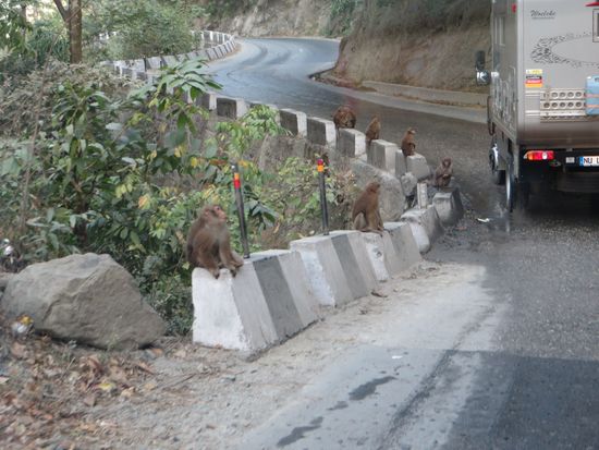 auf den Steinen sitzen die Affen und warten auf Futter