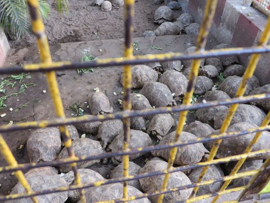 Die Schildkröten im Tempel werden von den Gläubigen mit Grünfutter gefüttert, das am Eingang verkauft wird.
