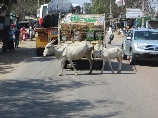 Bei den Ortsdurchfahrten laufen uns immer wieder Kühe vors Auto, sie trotten einfach so überall herum, es geschieht aber nichts. Wir haben bisher noch keinen Unfall mit einer Kuh gesehen.