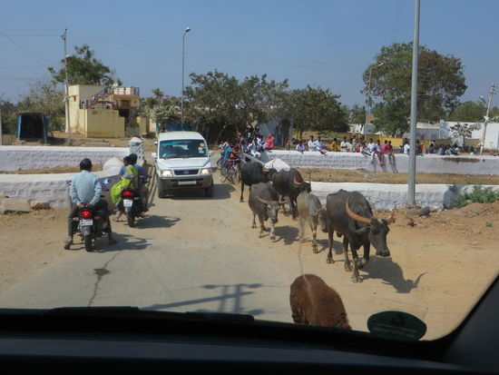 Über die schmale Brücke müssen wir auch fahren, wir warten erstmal bis das Auto und die Kühe vorbei sind, dann geht’s hinüber und es passt.
