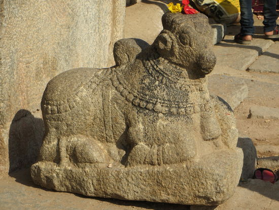 Ein Wasserbüffel als Reittier