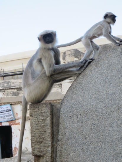 sie beobachten alles ganz genau