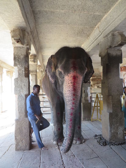 Gegen 10 Rupien „segnete“ der Elefant den Spender