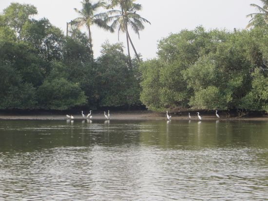 Weiße Reiher stehen am Ufer