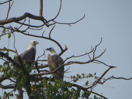 ein Weißkopf-Seeadler Pärchen