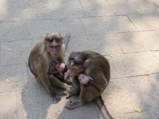 die Affen warten schon