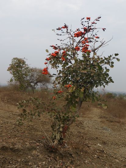 das kleine Bäumchen blüht in der Trockenheit