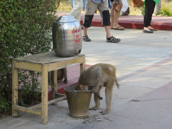 wie überall in Indien gibt es auch hier Affen, die sich ganz nahe an die Menschen heran wagen. Dieser hatte besonderen Durst.